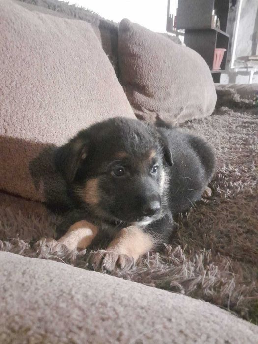 Щенки в ответственные руки