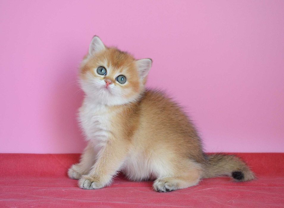 британская шиншилловая кошечка