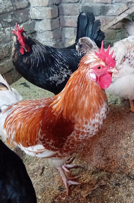 Cocosi tineri de rasă sau de taiat