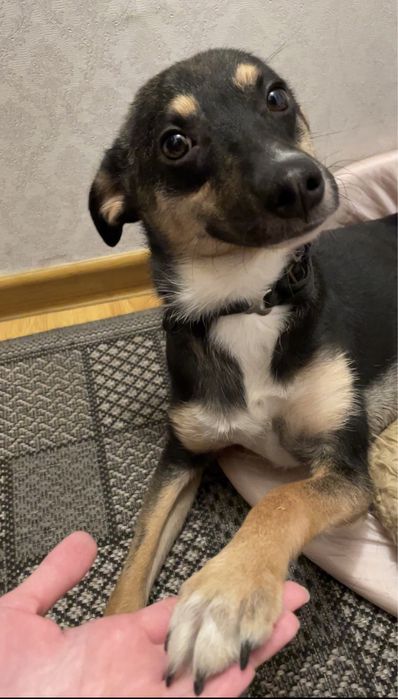 Щенок мальчик в добрые руки