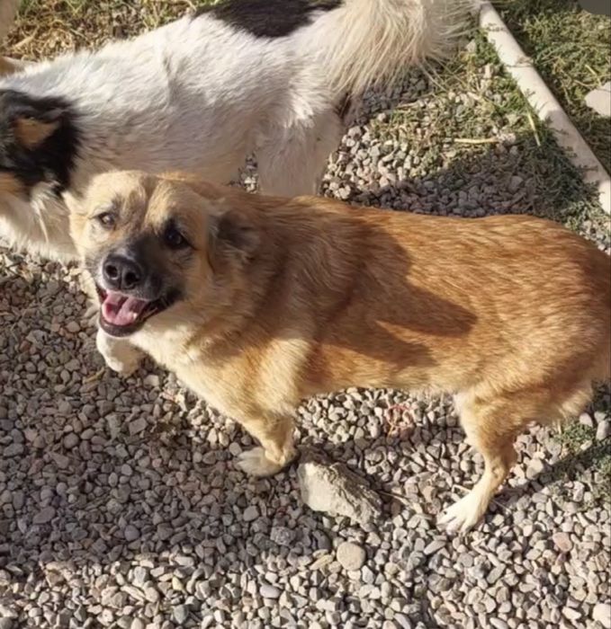 Умная и красивая девочка ищет семью!