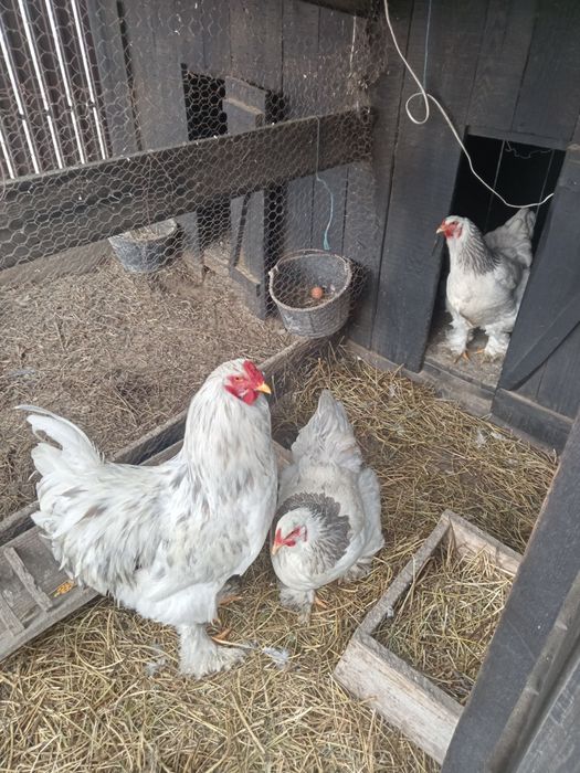Găini brahma de vânzare