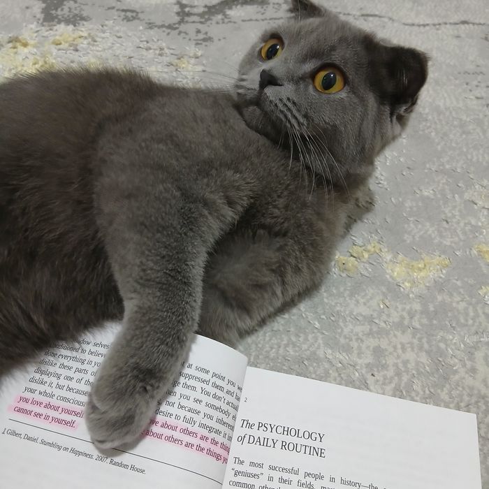 Skotish Fold zotdor mushugi