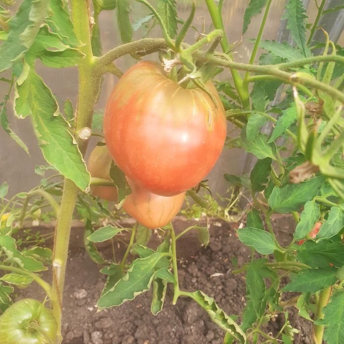 Продам домашние помидоры сорт  Бычье сердце