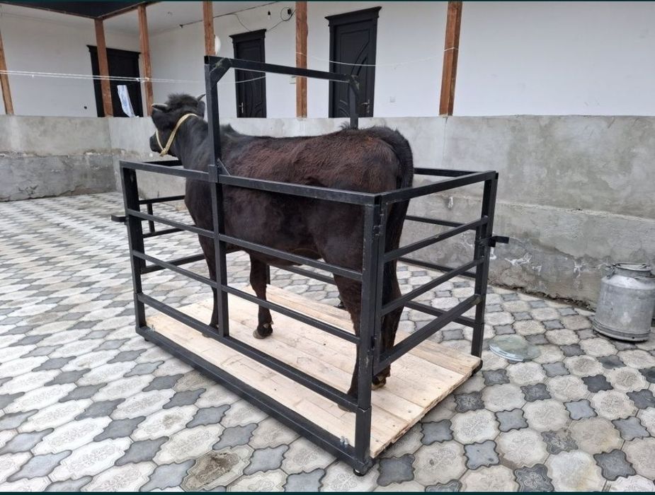 Mol tarozi 2 tonalik SOTILADI