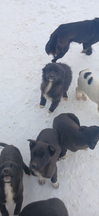 Щенки в добрые руки