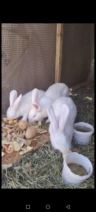 Молодые королики