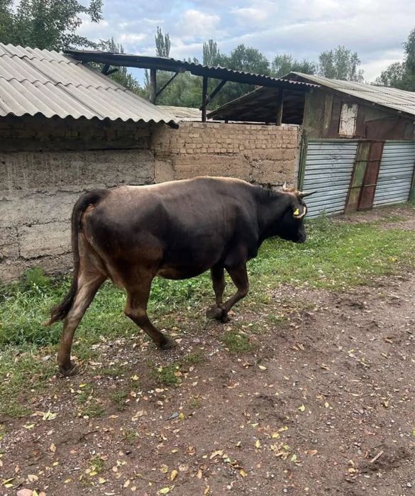 Продам телку СРОЧНО!