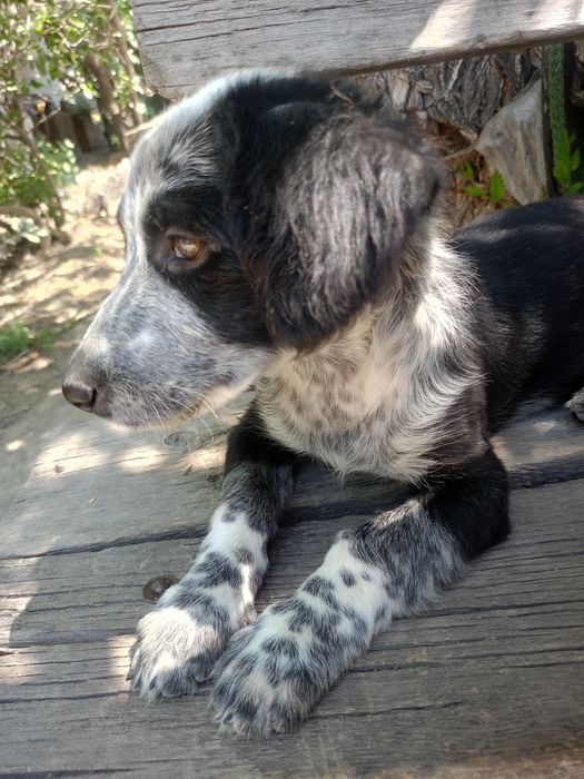 Щенок девочка 3 месяца