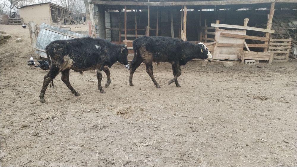 1 жасар бұқа сатылады