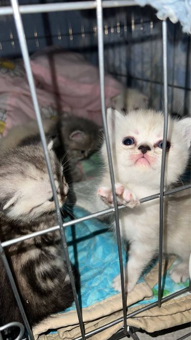 Продаются серебристий шиншилли котяти