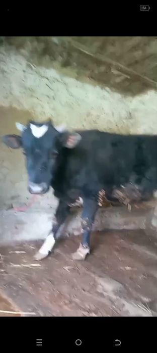 Продоётся бык, очень хороший