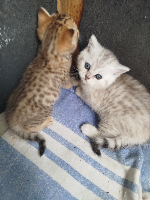 Шотландские котята