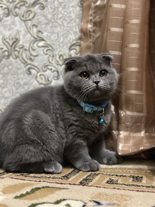 Продается кот порода скотиш фолд