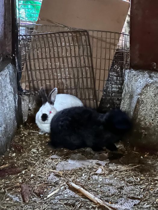 Vand iepuri diferite rase:belgieni, berbec german