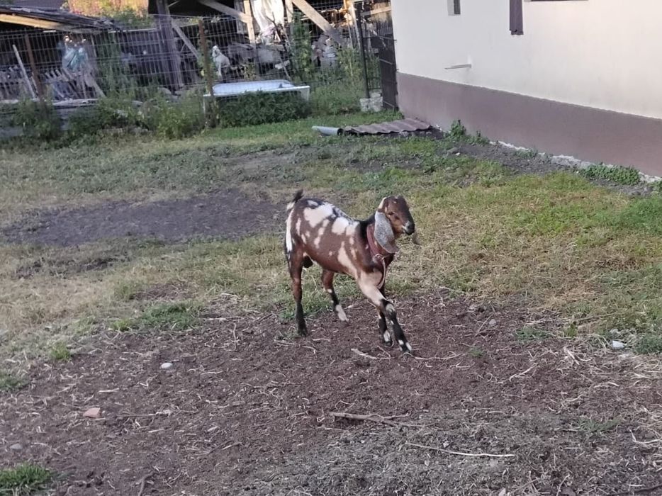 Ied de vânzare .