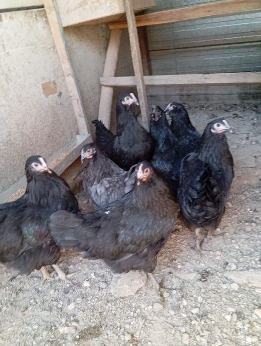 продам черных куриц
