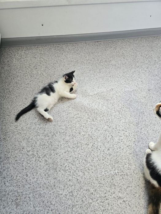 Отдам катят в добрые руки.
