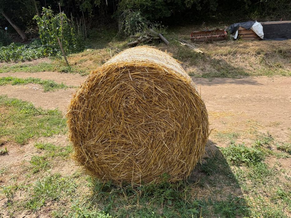 Baloți paie 1.20/1.20