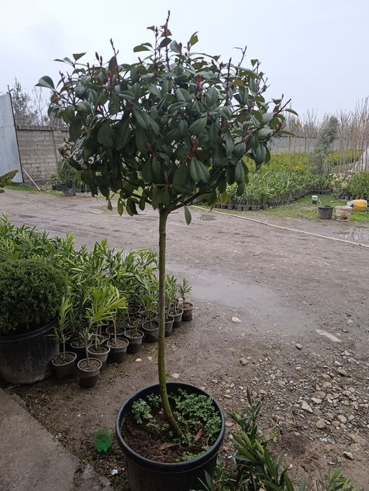 Манзарали ва мевали дарахт кучатларимиз сотувда