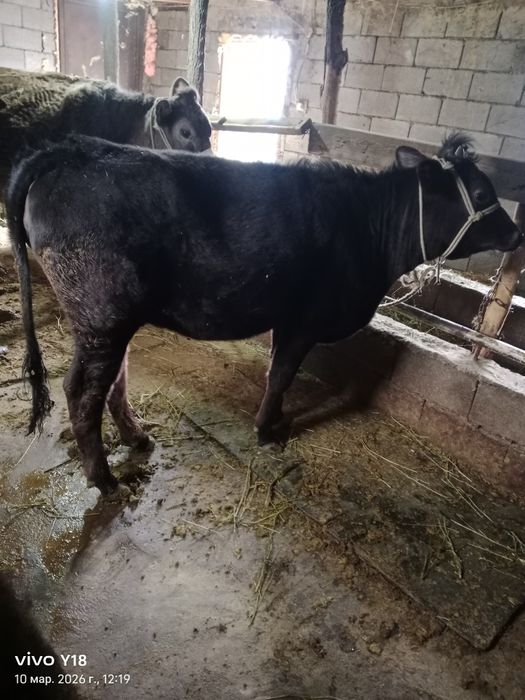 Продам телучку .