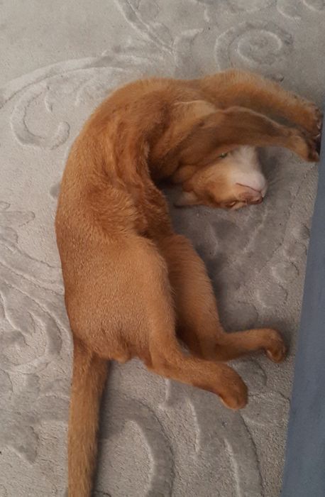 Котёнок абиссинец