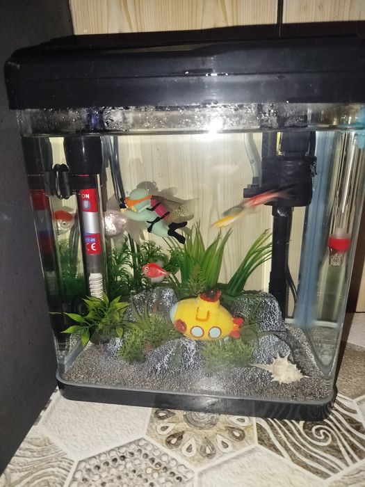 Akvarium sotiladi baliqlari bilan