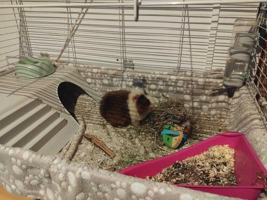 Голяма оборудвана клетка за гризачи (60х90 см) + аксесоари (Бургас)