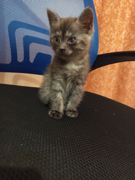 Котенок одам в добрые руки