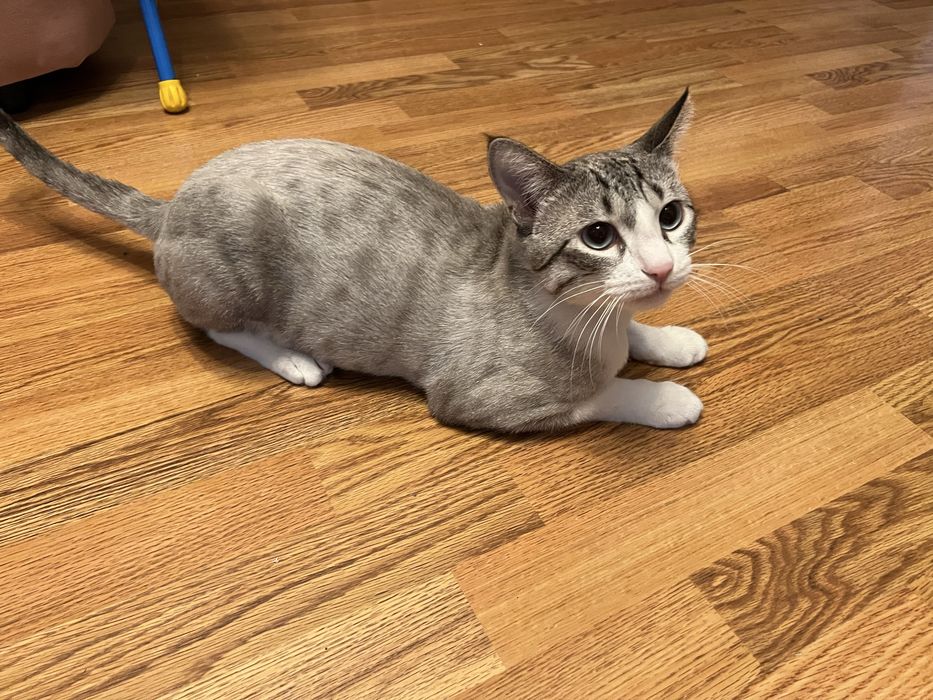 Кот и кошка бесплатно