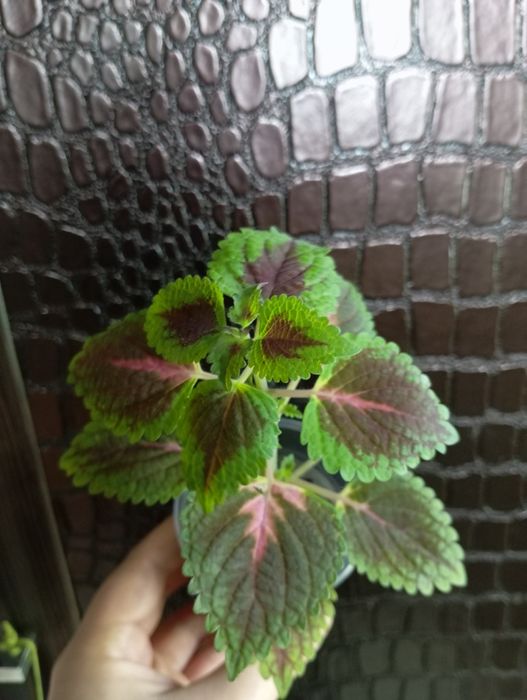 Колеусы спатифиллум.