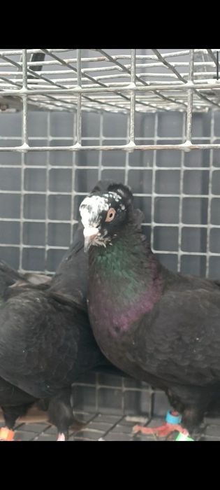Продам голубей бакинских