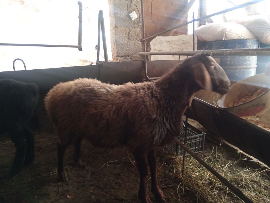 Sogliq bogoz  qirgiz  qoy urgochi богоз кой соглик наслдop Киргиз