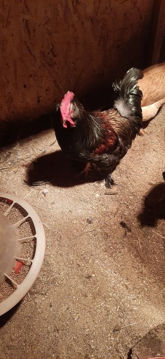 Молодые петушки 6 месяцев