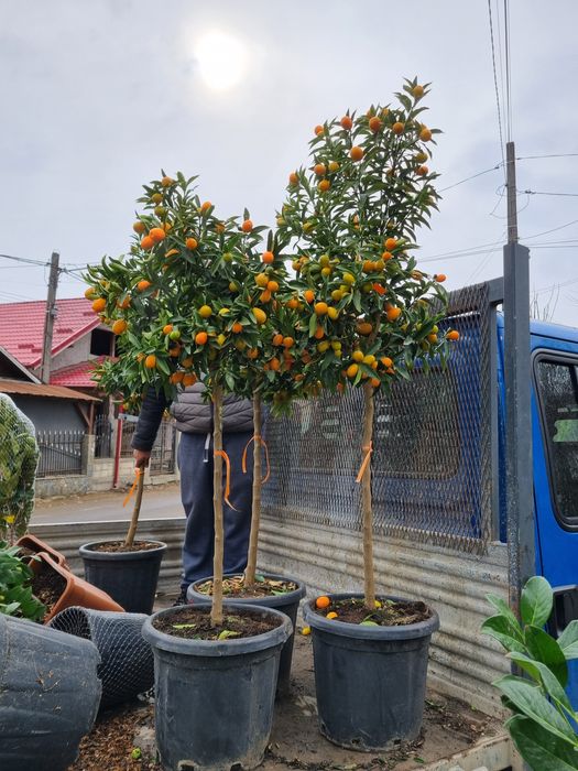 Avem la vânzare  lămâi si mandarin