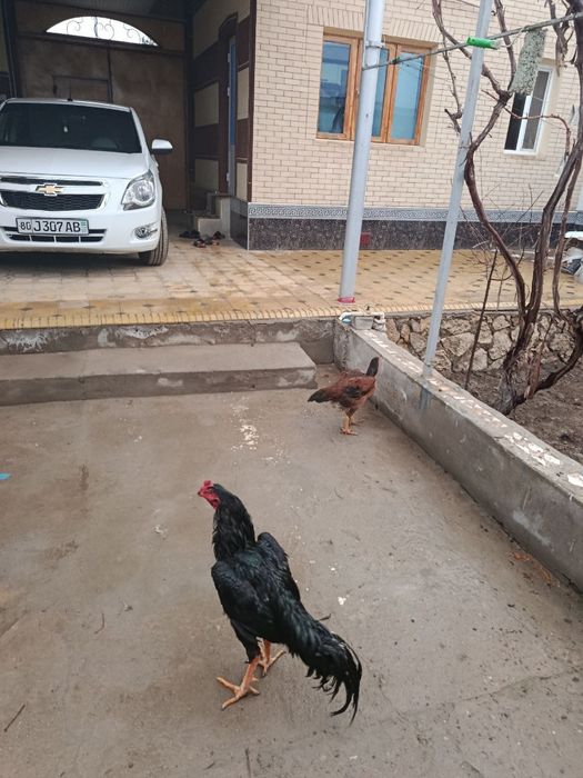 Даканг зодтор товук тухуми бор...