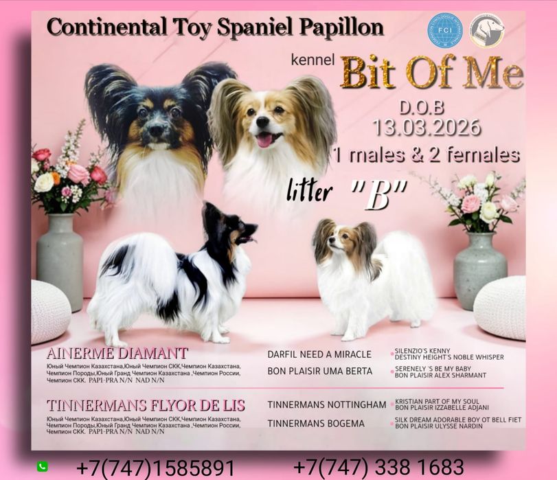 Продам щенков породы папийон