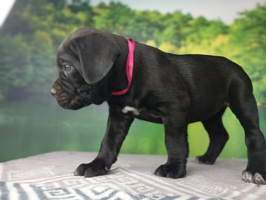 Кане Корсо cane Corso Italiano