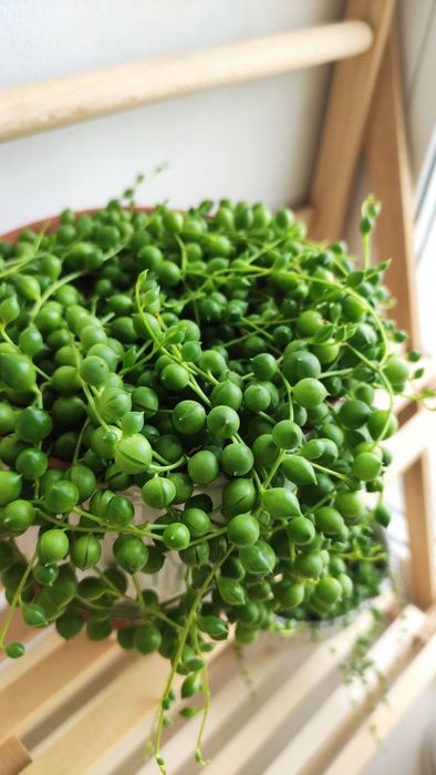 Крестовник Роули