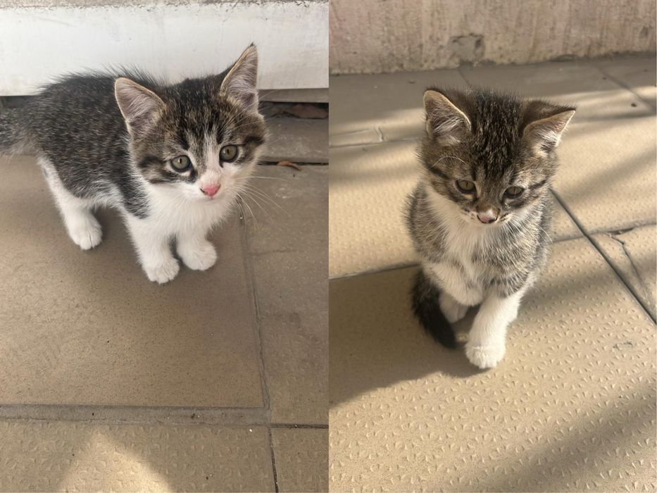 Екі айлық еркек мысық сатылады түсі ақ қара