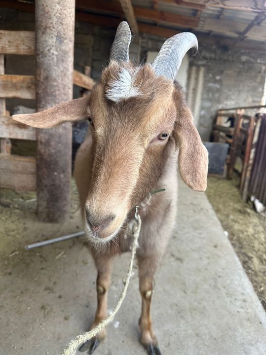 Семіз ешкі.