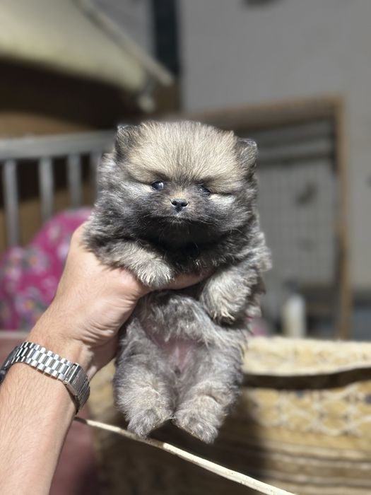 Продается щенки померанский шпиц