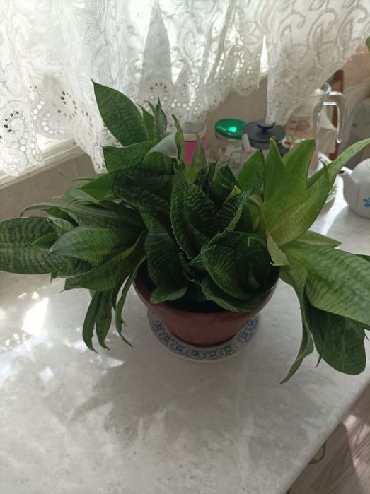 Сансевьерия Ханни