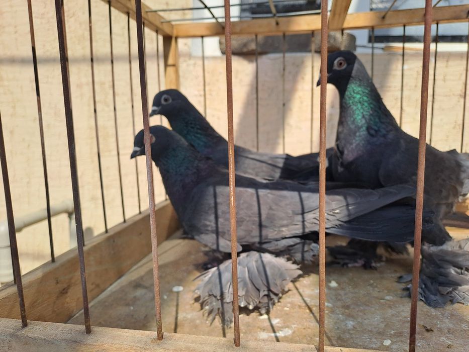 Голуби жучки молодые