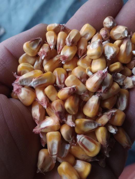 Porumb boabe de vânzare recoltat la 04 01  2026