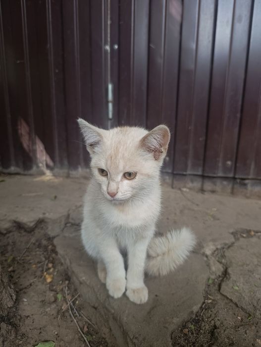 Отдам кошку домашняя