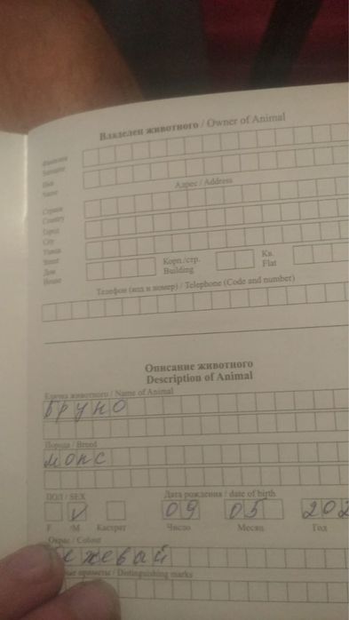 Продам Мопс 2 года