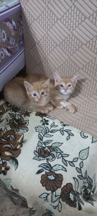 Котёнок девочка рыжая 3 мес