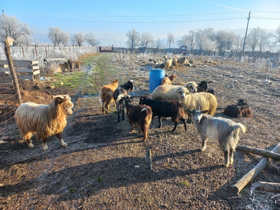 Vând  9  capre  cu 9  iezi