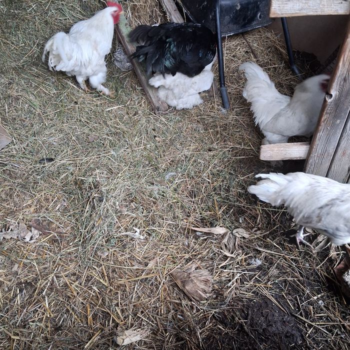 Vând 10 cocoși tineri